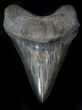 Sharply Serrated, Megalodon Tooth - South Carolina #36175-1